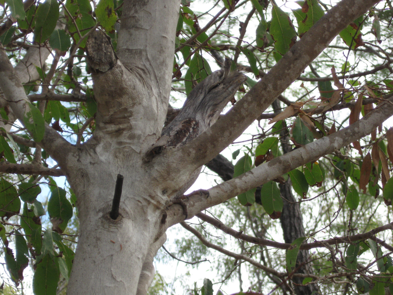 Illustration for article titled Can you detect the stealth animals hiding in all these pictures?